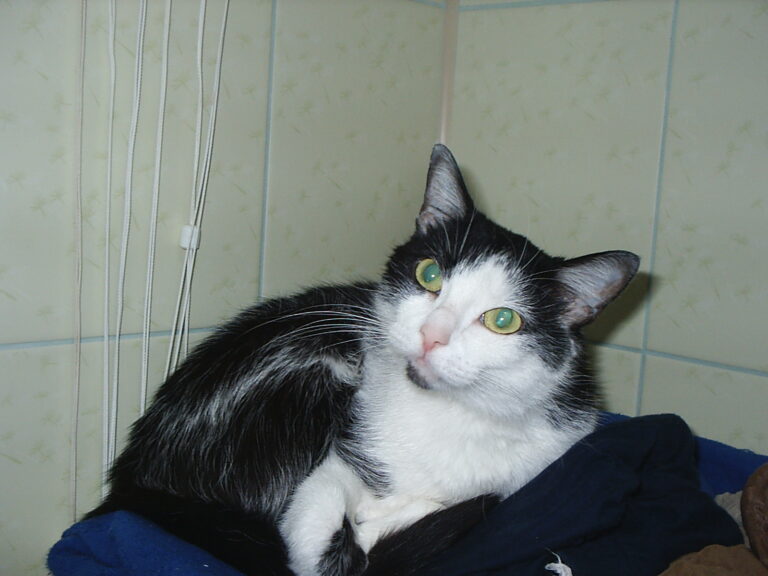 Ma double vie secrète : je baise un inconnu devant mon mari paralytique