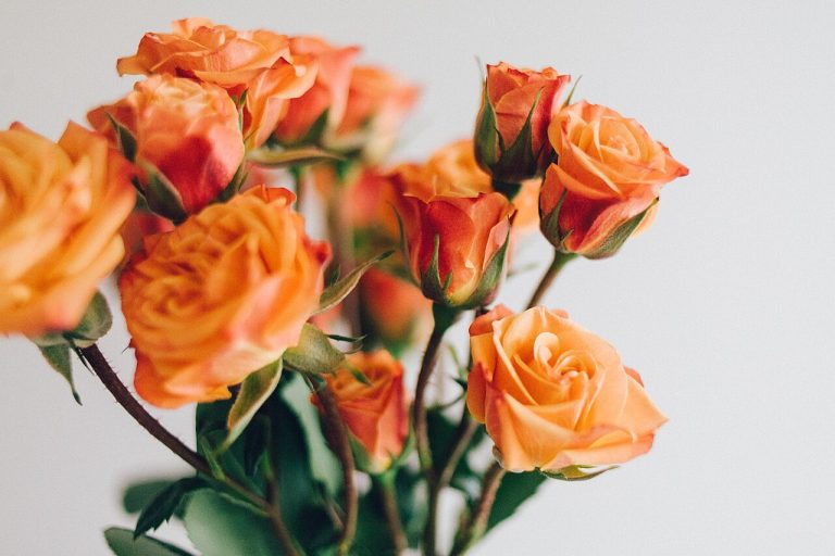 J’étais comme la rose assoiffée : ma confession d’adultère interdite
